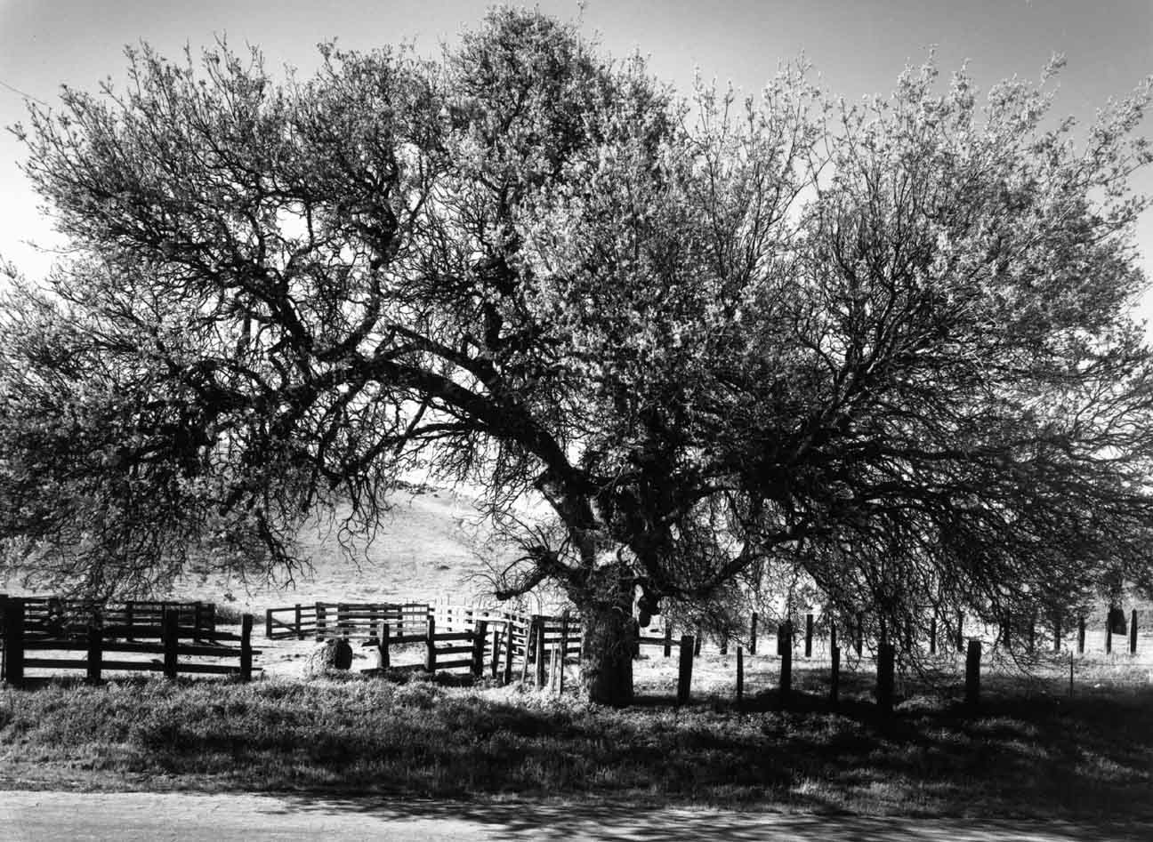 Oak &
Cattle Fence #2